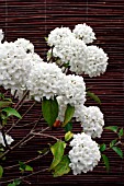 VIBURNUM,  ESKIMO