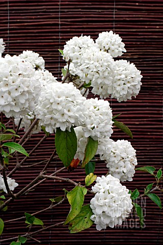 VIBURNUM__ESKIMO