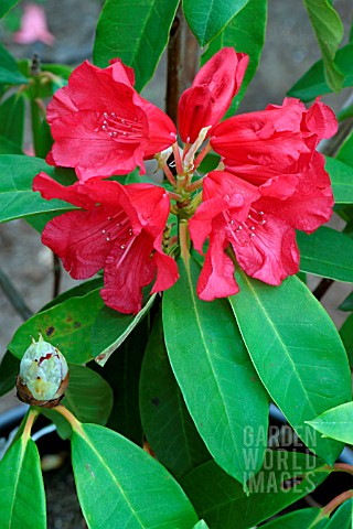 RHODODENDRON__JEAN_MARIE_MONTAGUE