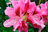 RHODODENDRON COSMOPOLITAN
