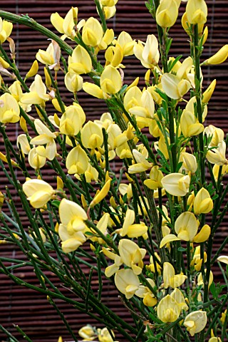 CYTISUS_PRAECOX__ALLGOLD