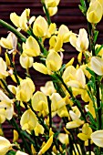 CYTISUS PRAECOX,  ALLGOLD.