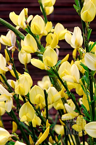 CYTISUS_PRAECOX__ALLGOLD