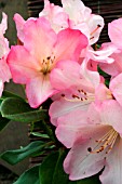 RHODODENDRON HARDY HYBRID PINK,  BRUCE BRETCHBILL.