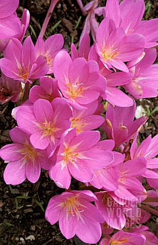 _COLCHICUM_SPECIOSUM_MAXIMUM