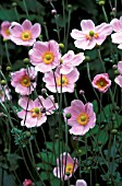 ANEMONE HYBRIDA, JAPONICA, MAX VOGEL,  PINK, FLOWER, WHOLE, PLANT, LATE SUMMER, AUTUMN