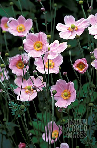 ANEMONE_HYBRIDA_JAPONICA_MAX_VOGEL__PINK_FLOWER_WHOLE_PLANT_LATE_SUMMER_AUTUMN