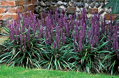 LIRIOPE_MUSCARI