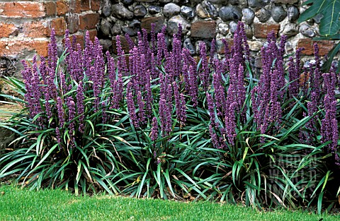 LIRIOPE_MUSCARI