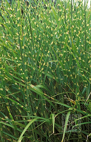 MISCANTHUS_SINENSIS_ZEBRINUS__ZEBRA_GRASS__POACEAE