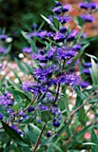 CARYOPTERIS x CLANDONENSIS HEAVENLY BLUE