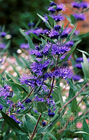 CARYOPTERIS_x_CLANDONENSIS_HEAVENLY_BLUE