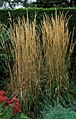 CALAMAGROTIS,  GRASS,  POACEAE