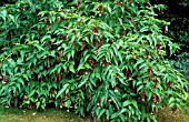 LEYCESTERIA FOROSA,  HIMALAYAN HONEYSUCKLE,  FLOWERS AND FOLIAGE