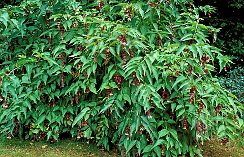 _LEYCESTERIA_FOROSA__HIMALAYAN_HONEYSUCKLE__FLOWERS_AND_FOLIAGE