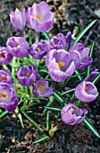 CROCUS VERNUS QUEEN OF THE BLUES