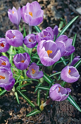 CROCUS_VERNUS_QUEEN_OF_THE_BLUES