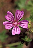 MALVA SYLVESTRIS,  COMMON MALLOW,  FLOWER