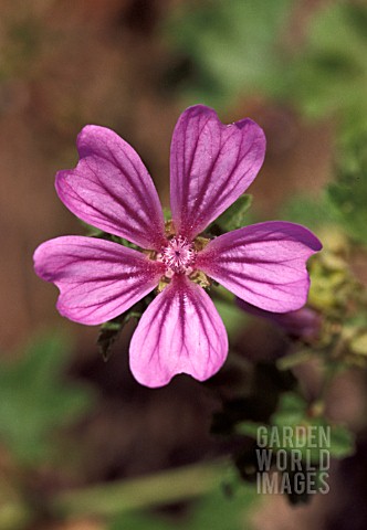 _MALVA_SYLVESTRIS__COMMON_MALLOW__FLOWER