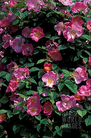 ROSA_COMPLICATA_SHRUB_ROSE__ROSE