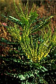 MAHONIA X MEDIA,  WINTER SUN,  FLOWERS AND LEAVES