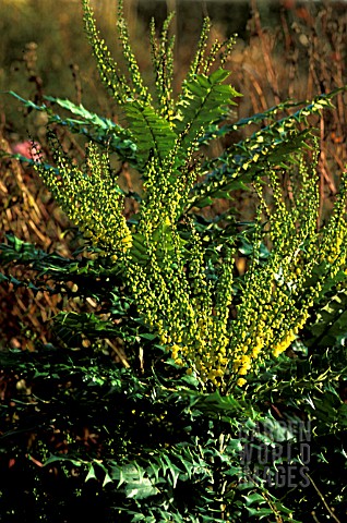 _MAHONIA_X_MEDIA__WINTER_SUN__FLOWERS_AND_LEAVES