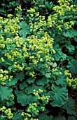 ALCHEMILLA MOLLIS,  HARDY,  PERENNIAL, YELLOW, FLOWERS, CLOSE UP, SUMMER