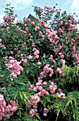 ROSA RAUBRITTER MACRANTHA, ROSE