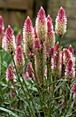 CELOSIA FLAMINGO FEATHER