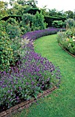 LAVANDULA USED AS EDGING