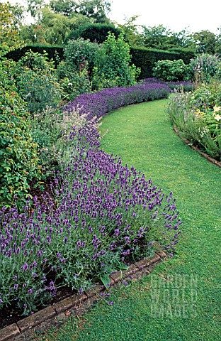 LAVANDULA_USED_AS_EDGING