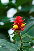 COSTUS BARBATUS