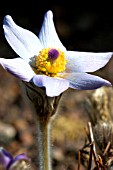 PULSATILLA VULGARIS (LILAC FORM)