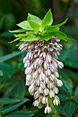 EUCOMIS BICOLOR