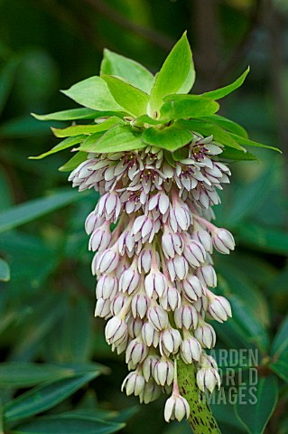 EUCOMIS_BICOLOR