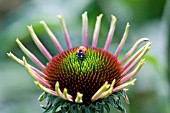 ECHINACEA WITH LADYBIRD