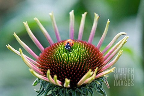 ECHINACEA_WITH_LADYBIRD