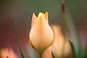 TULIPA BATALINII BRIGHT GEM