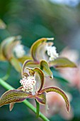 CYMBIDIUM TRACYANUM