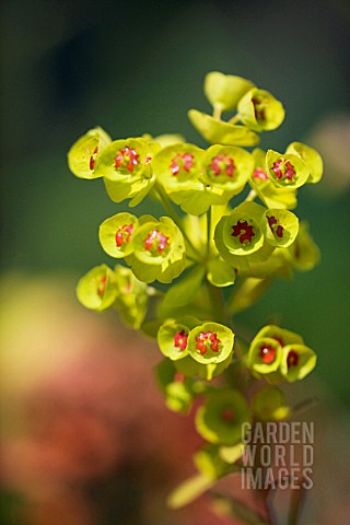 EUPHORBIA_X_MARTINI