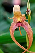 BULBOPHYLLUM VALLEY ISLE QUEEN