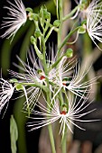 HABENARIA MYRIOTRICHA