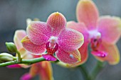 PHALAENOPSIS BROTHER SARA GOLD