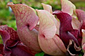 SARRACENIA PURPUREA