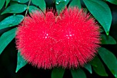 CALLIANDRA HAEMATOCEPHALA