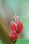 GOETHEA STRICTIFLORA