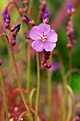 DROSERA CAPENSIS RED FORM (SUNDEW)