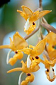 STANHOPEA ANFRACTA