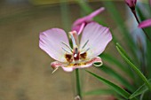 CALOCHORTUS PALMMERI