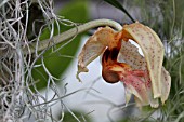 STANHOPEA OCULATA